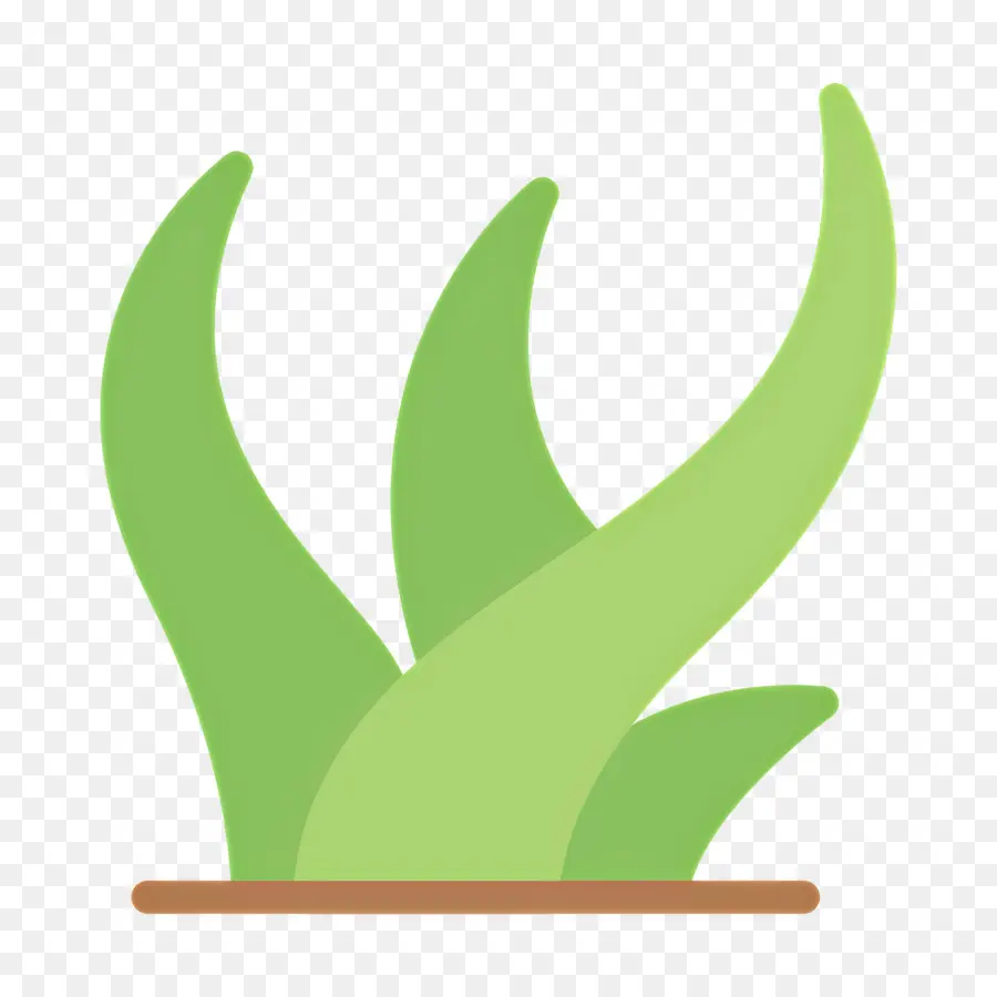 Aloe Vera，Herbe PNG