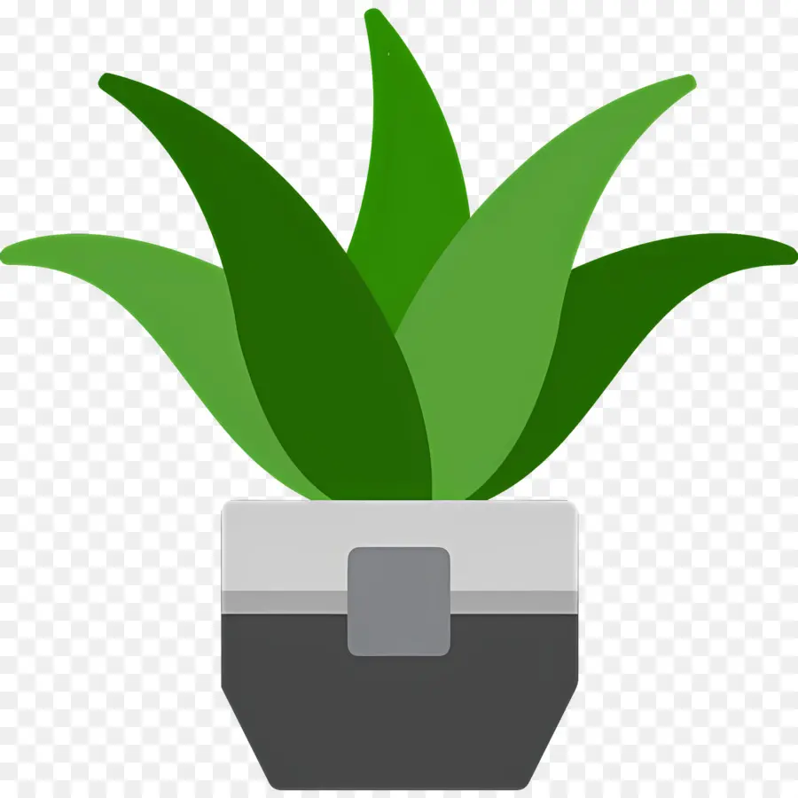 Aloe Vera，Plante Verte PNG