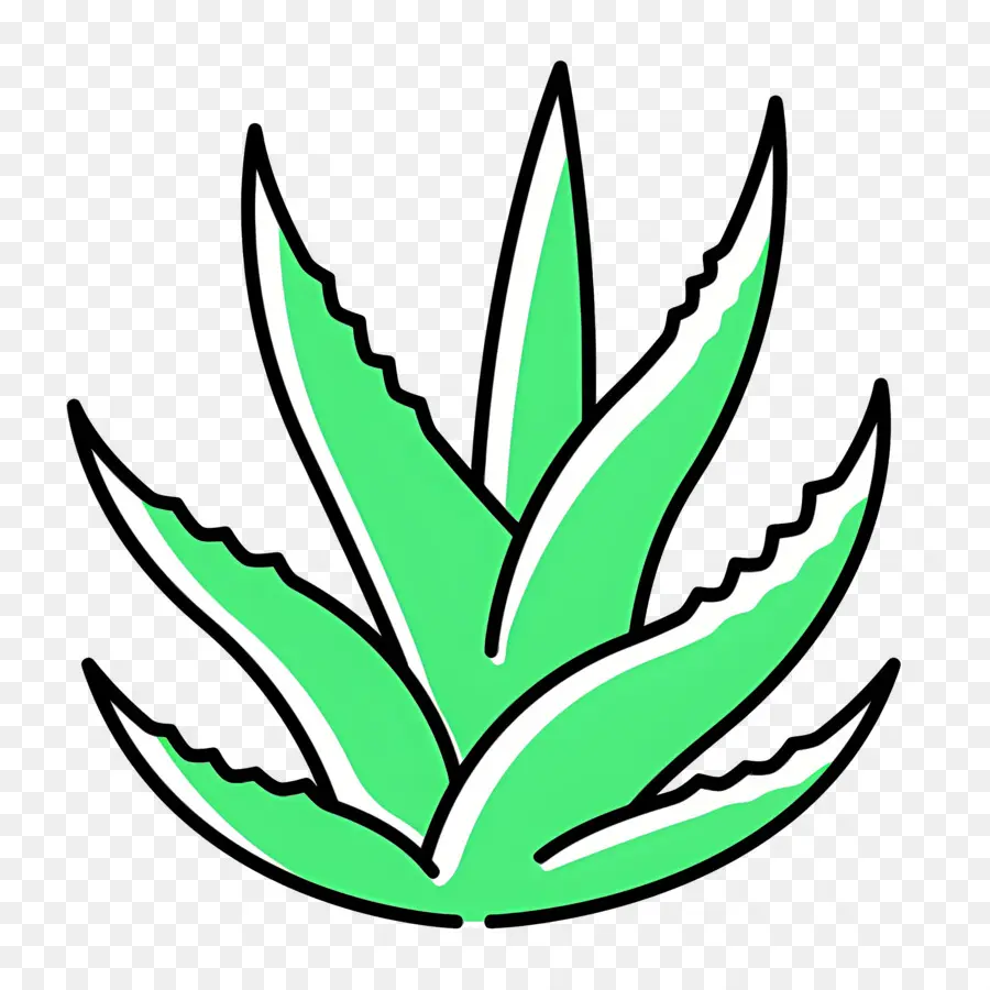 Aloe Vera，Aloé Véra PNG