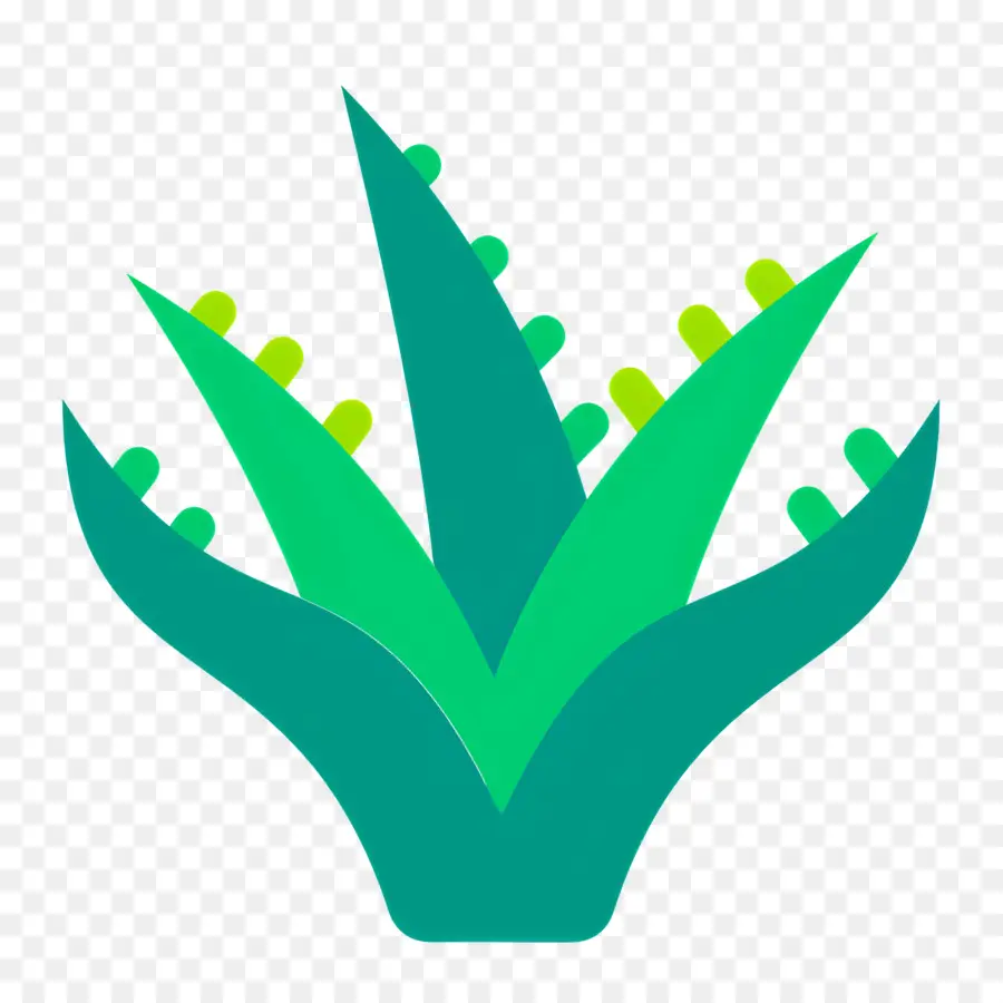 Aloe Vera，Plante Verte PNG