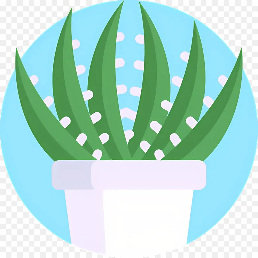 Aloe Vera，Plante Verte PNG