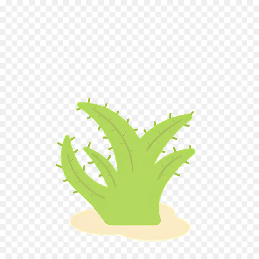 Aloe Vera，Cactus PNG