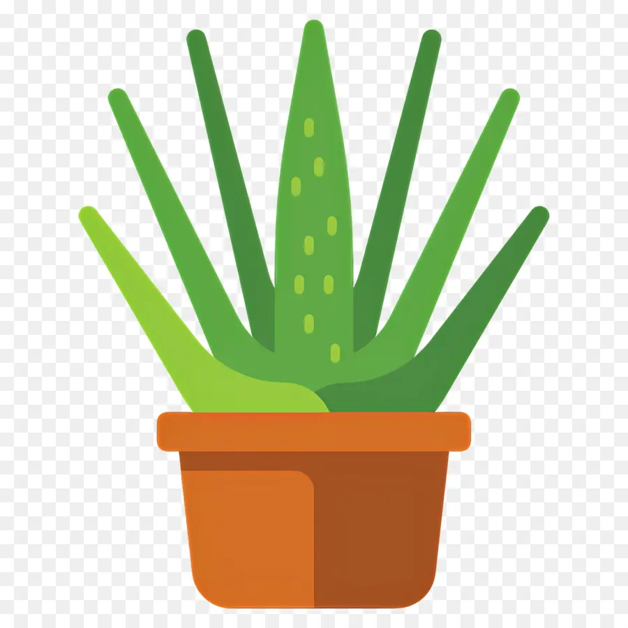 Aloe Vera，Aloe Vera En Pot PNG