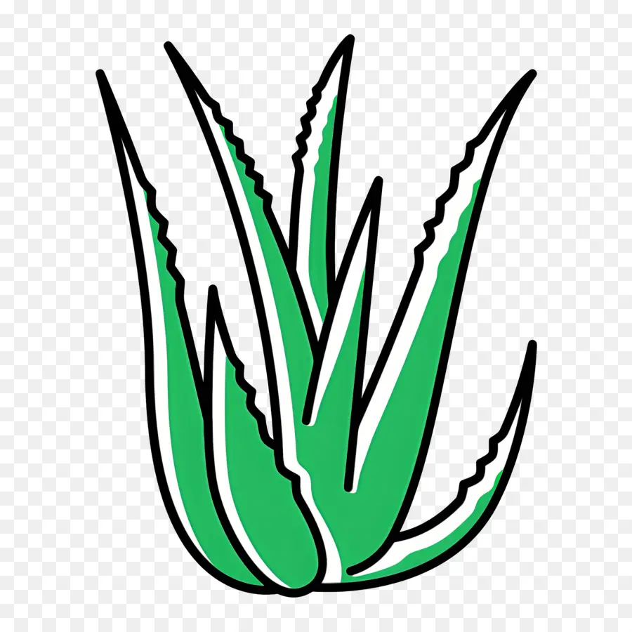 Aloe Vera，Aloé Véra PNG