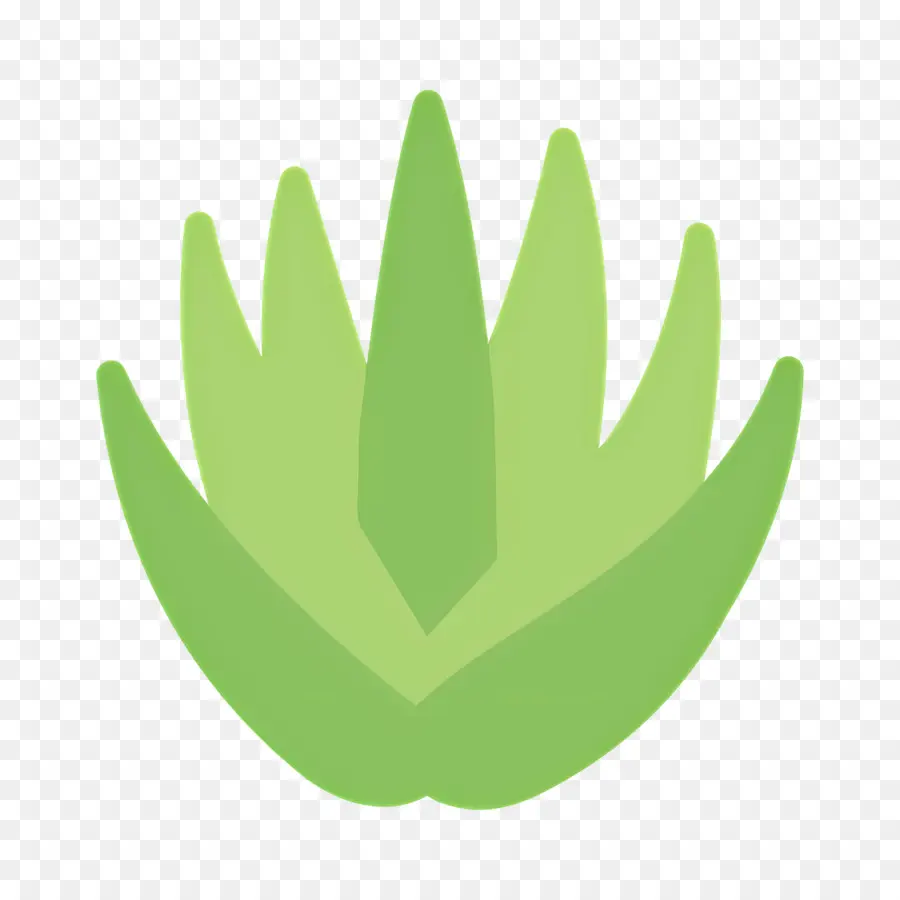 Aloe Vera，Plante Verte PNG