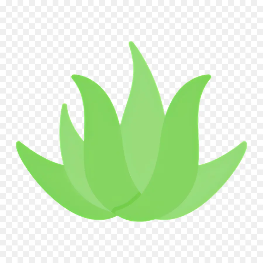 Aloe Vera，Feuilles PNG