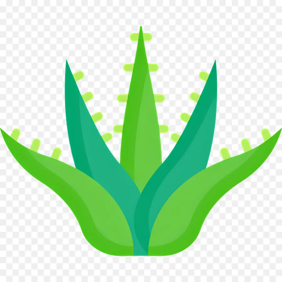 Aloe Vera，Plante Verte PNG