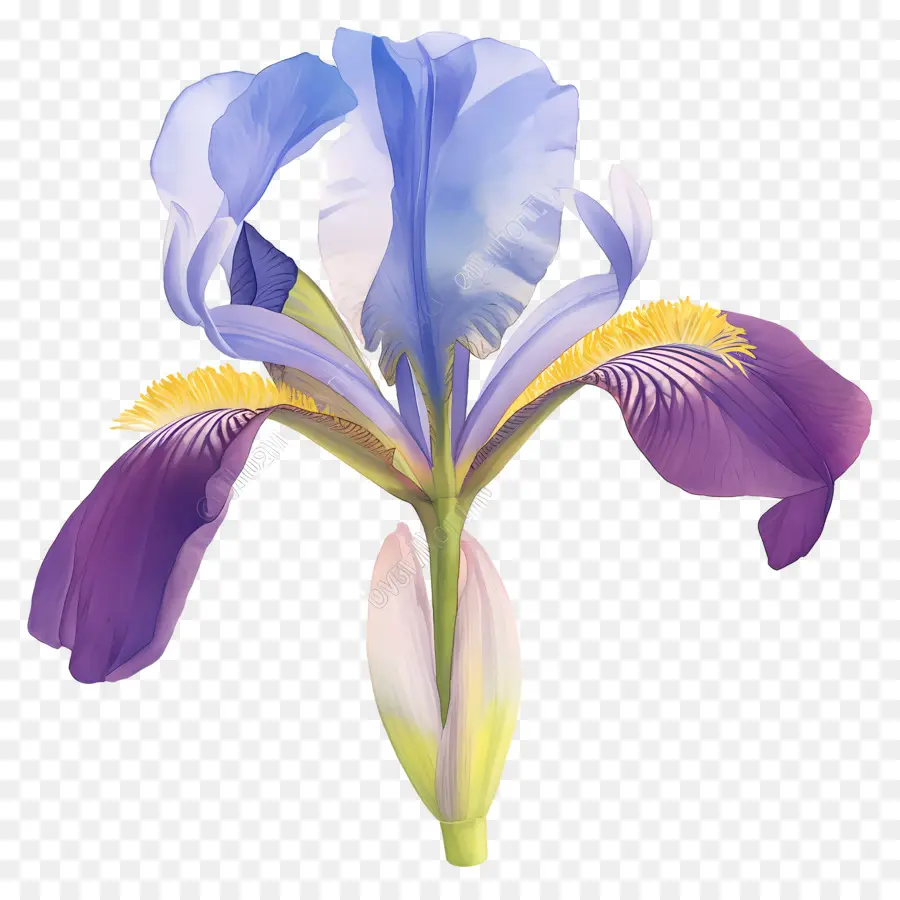 Iris Algérien，Fleur D'iris PNG