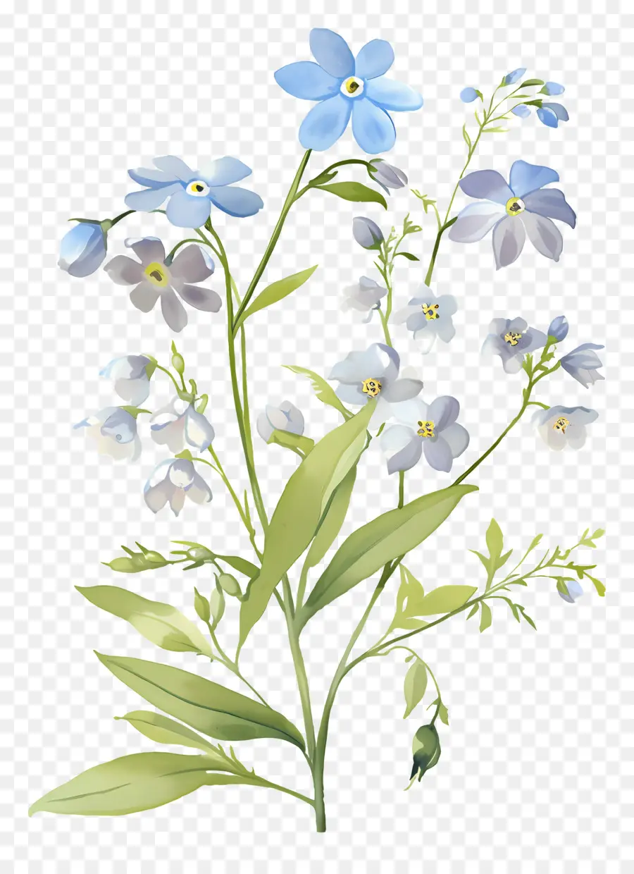 Ne M'oublie Pas La Fleur，Fleurs Bleues PNG