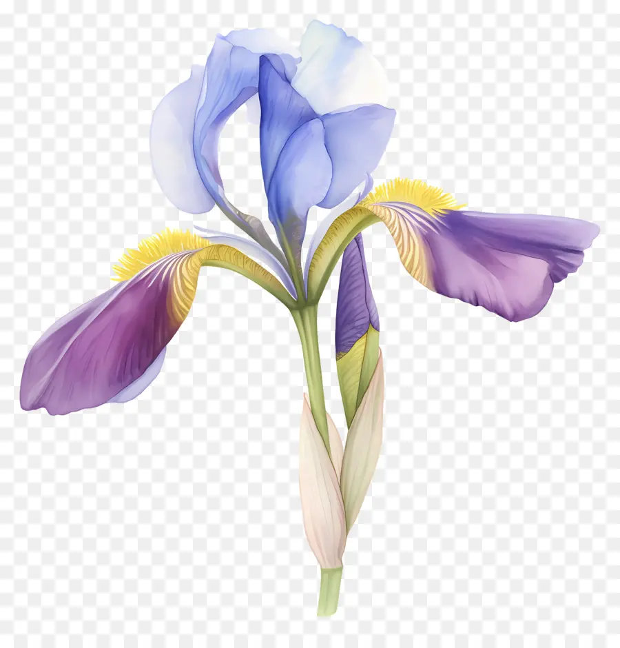 Iris Algérien，Fleur D'iris PNG