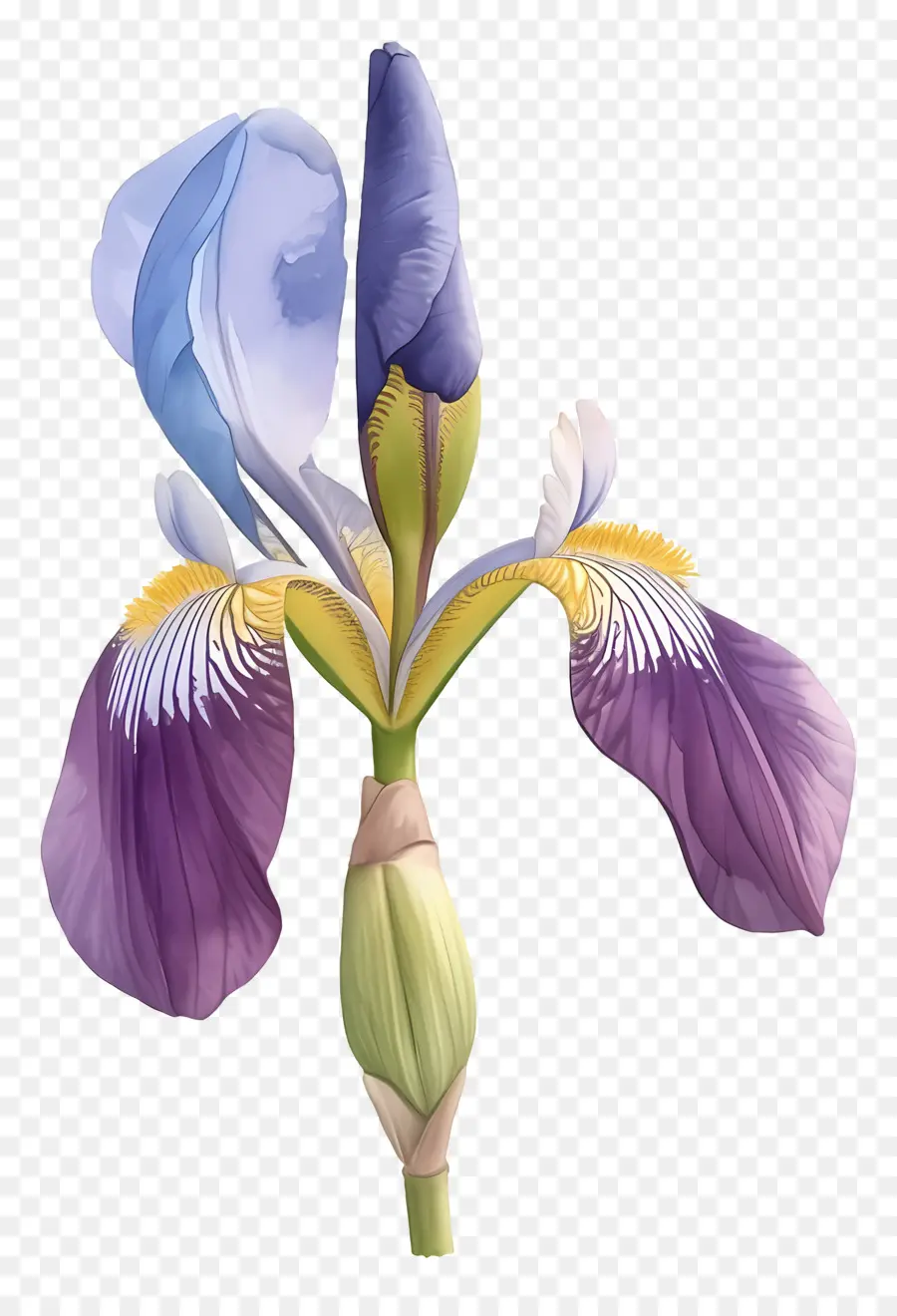 Iris Algérien，Fleur D'iris PNG