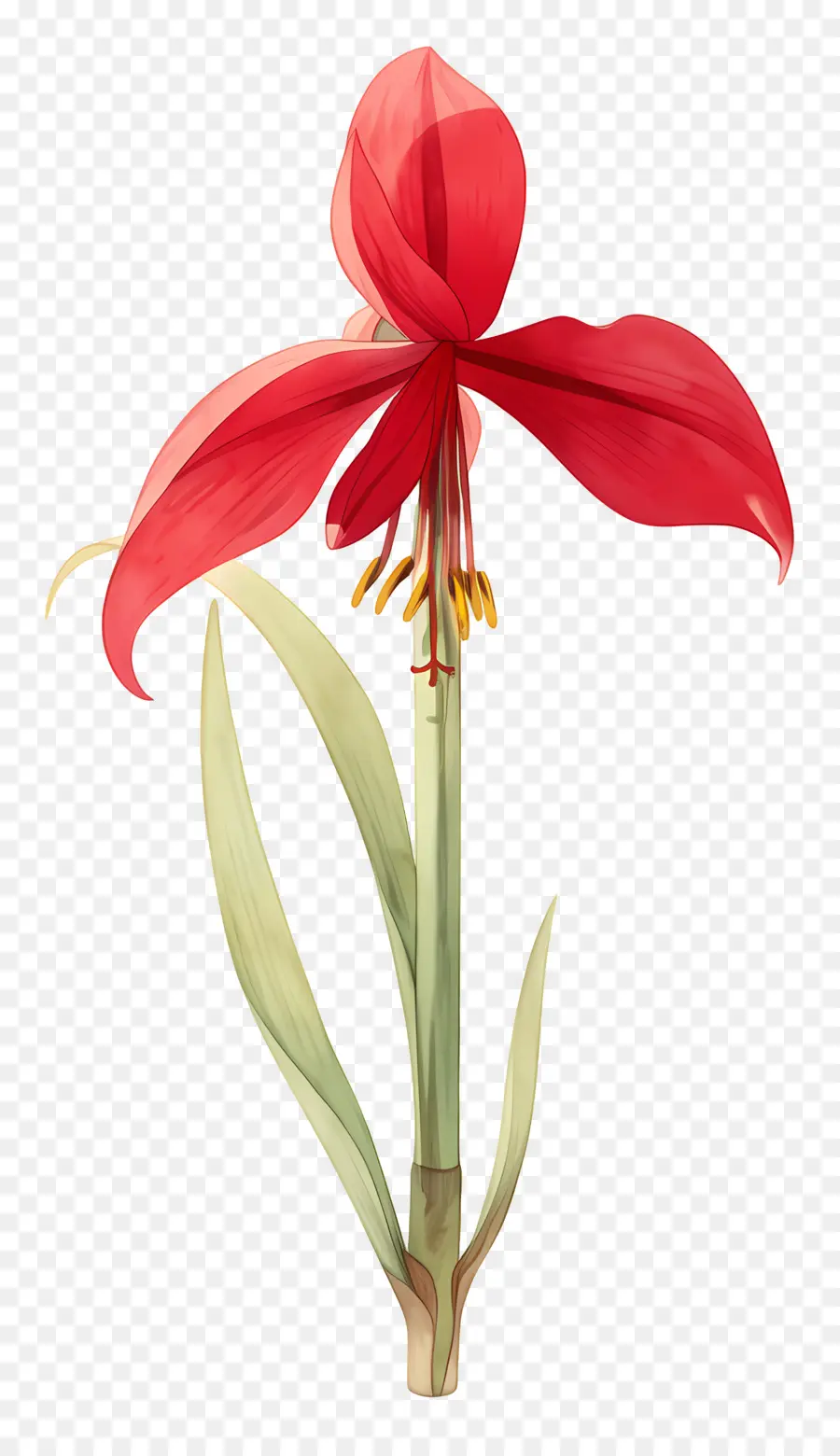 Fleur D'amaryllis，Fleur Rouge PNG