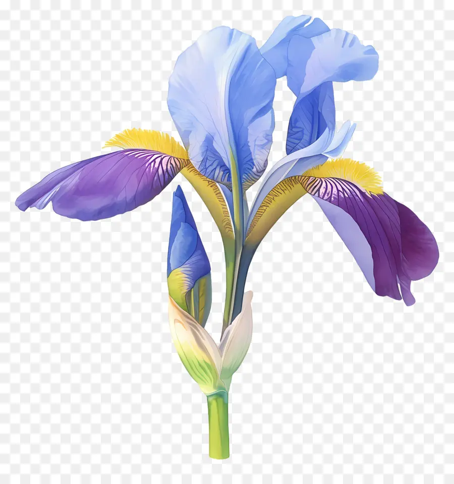 Iris Algérien，Fleur D'iris PNG