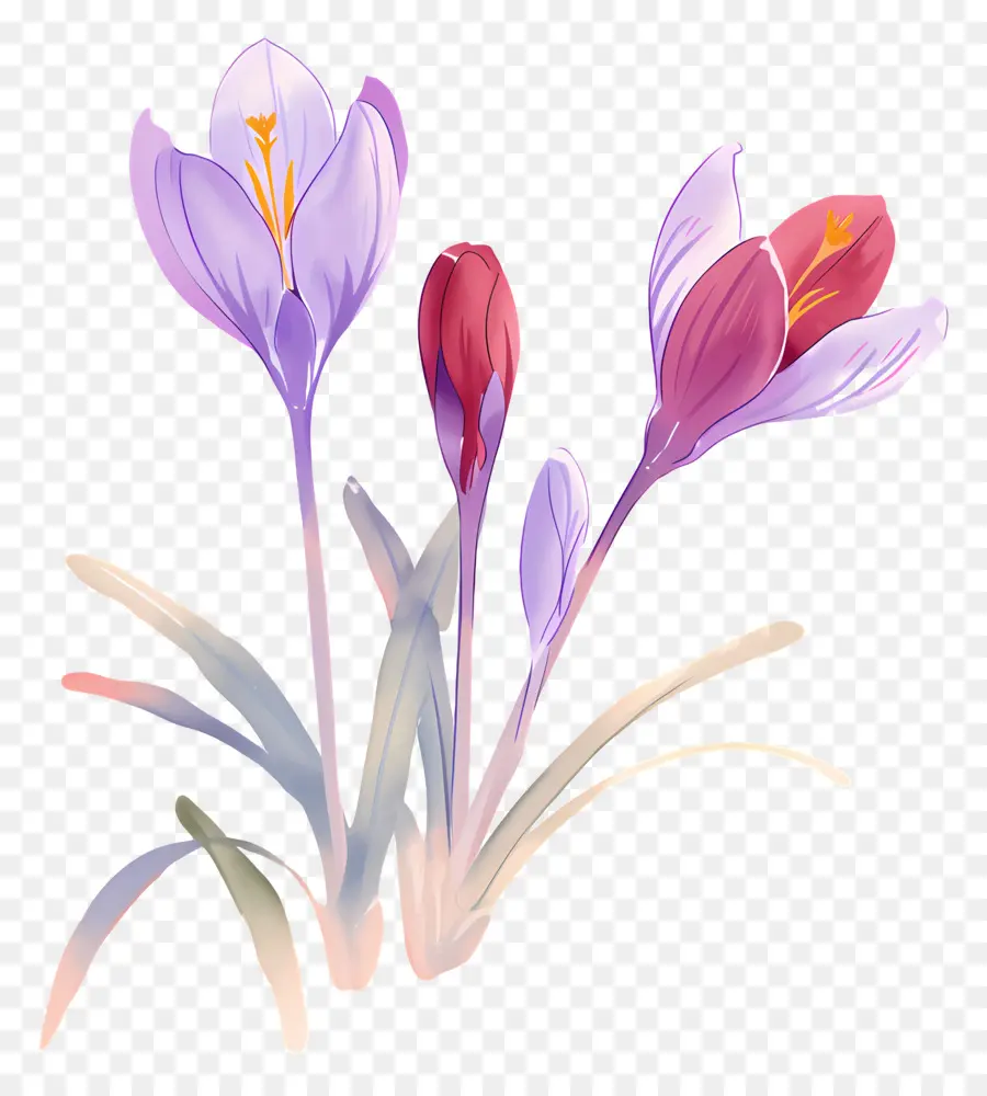 Crocus Safrané，Fleurs De Crocus PNG