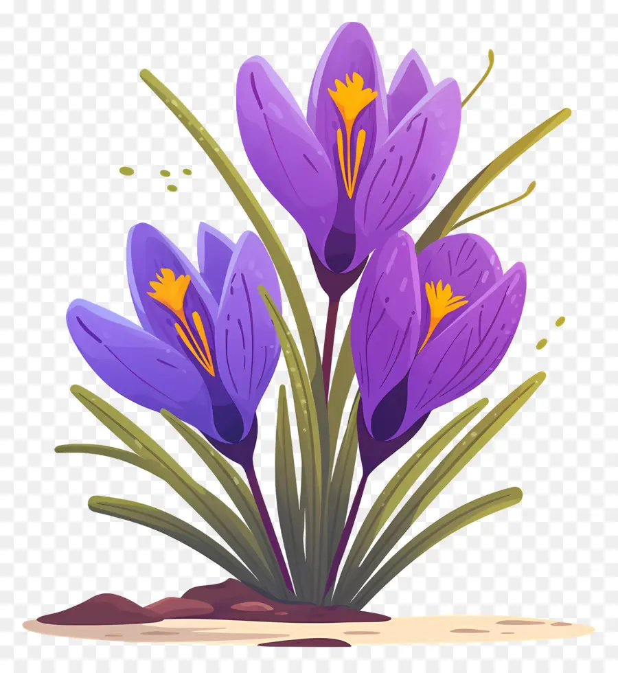 Crocus Safrané，Fleurs Violettes PNG