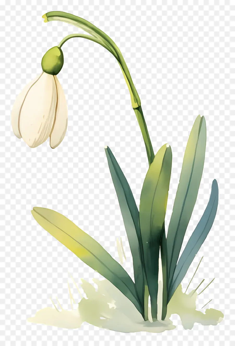 Fleur De Perce Neige，Perce Neige Blanc PNG