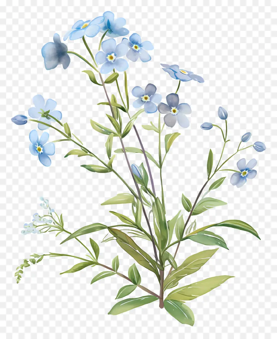 Ne M'oublie Pas La Fleur，Fleurs Bleues PNG