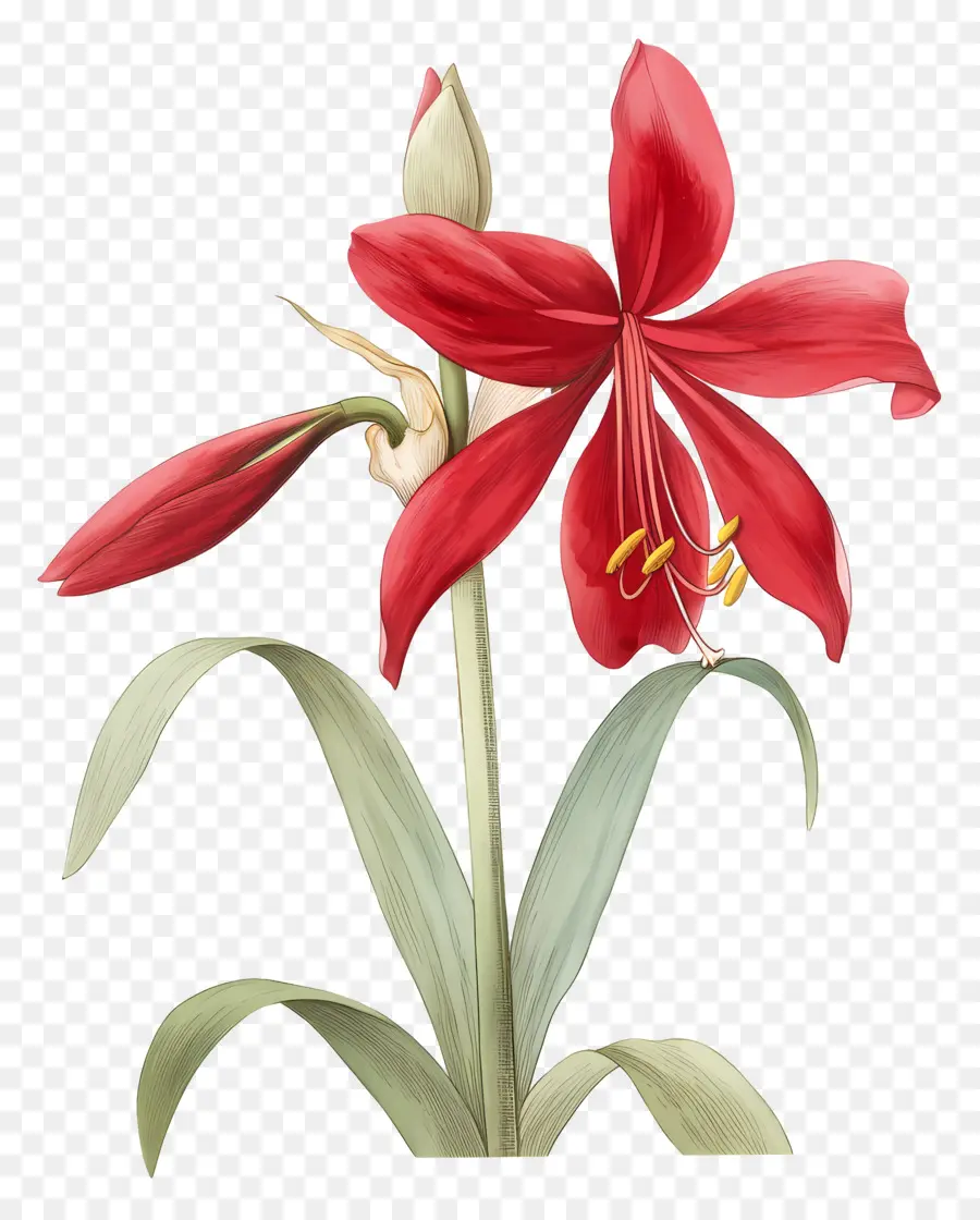 Fleur D'amaryllis，Fleur Rouge PNG