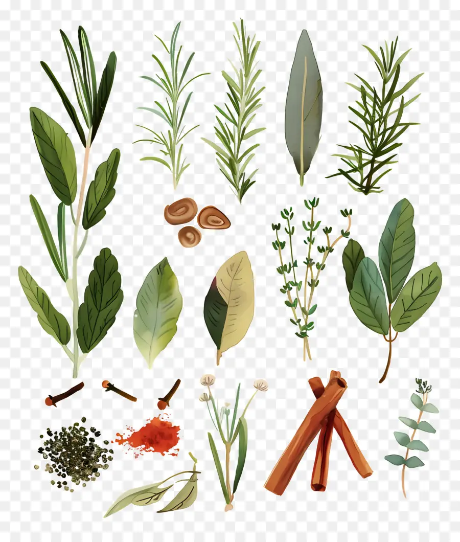 Herbes Et épices，Feuilles PNG