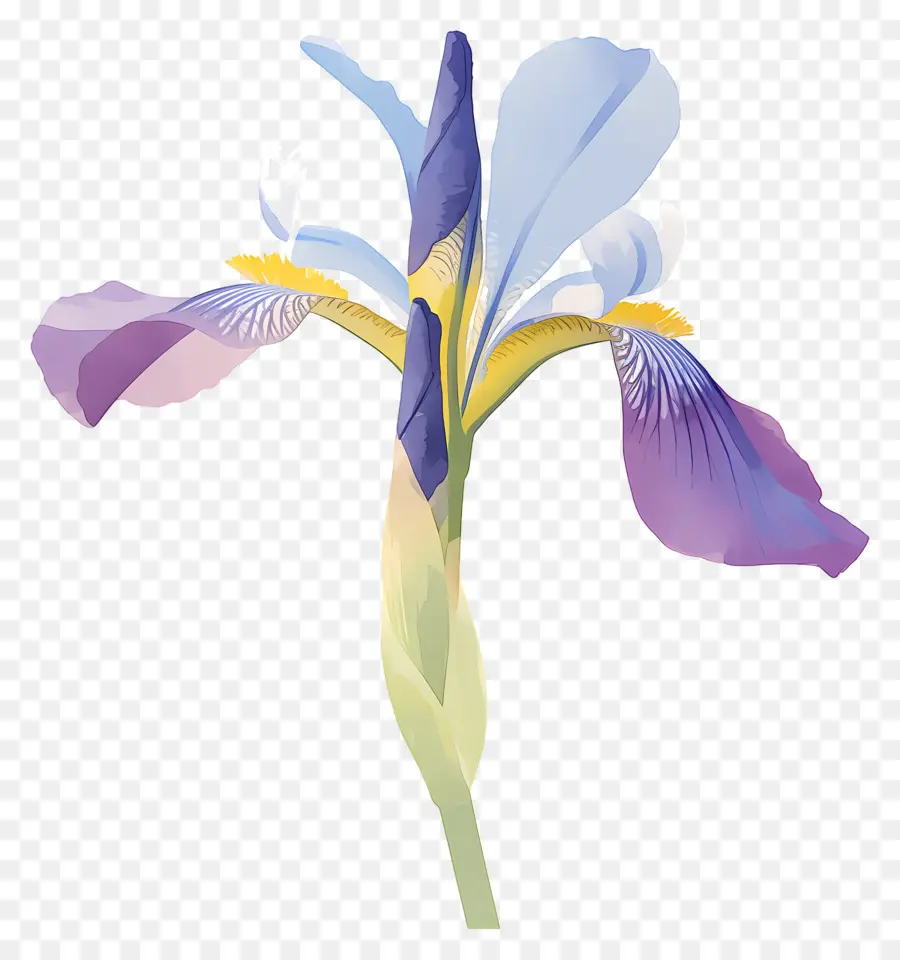 Iris Algérien，Fleur D'iris PNG