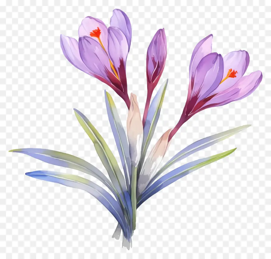 Crocus Safrané，Fleurs De Crocus PNG