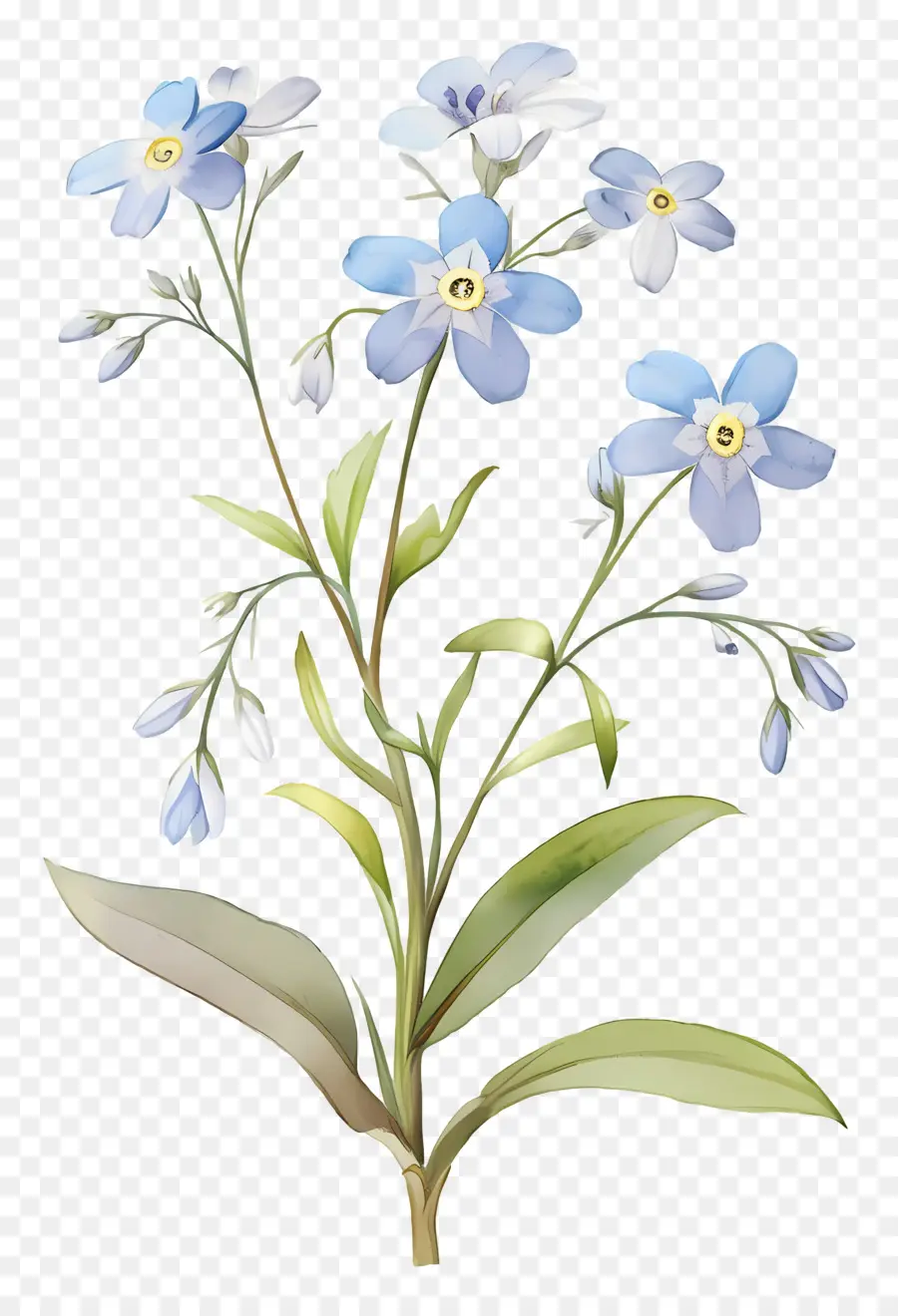 Ne M'oublie Pas La Fleur，Fleurs Bleues PNG