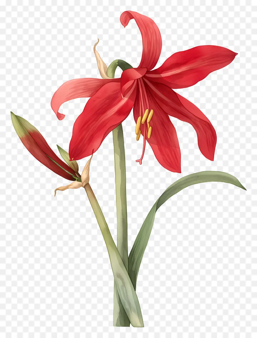 Fleur D'amaryllis，Fleur Rouge PNG