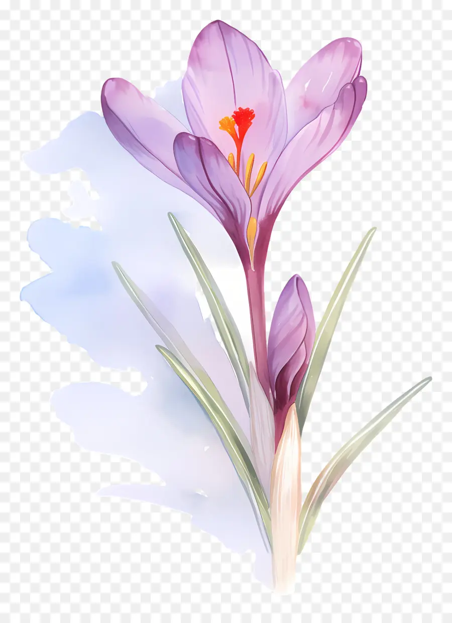 Crocus Safrané，Fleurs Violettes PNG