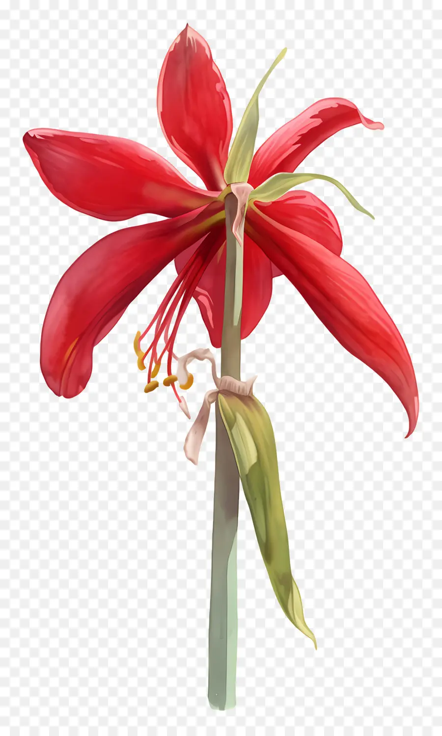 Fleur D'amaryllis，Fleur Rouge PNG