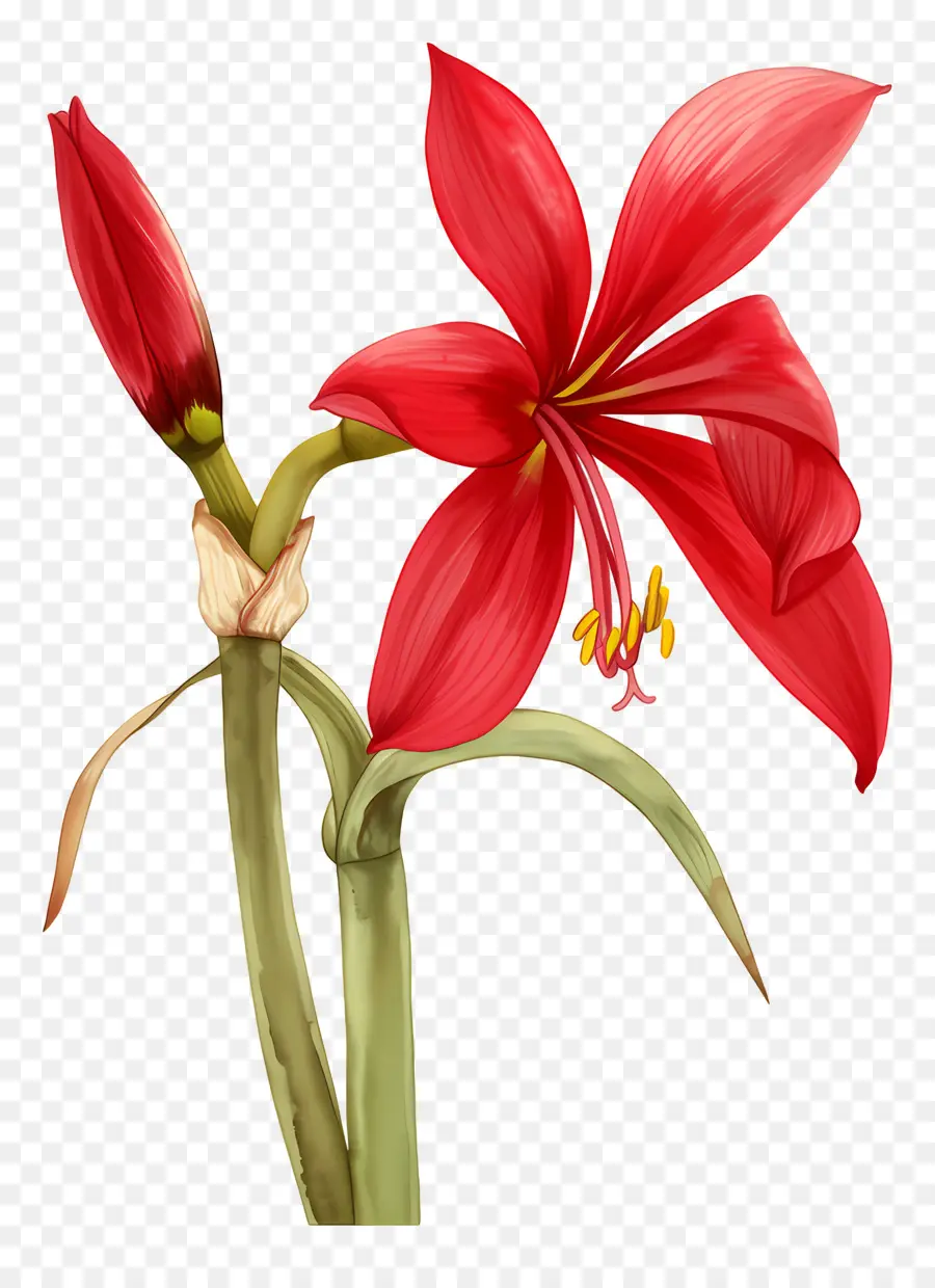 Fleur D'amaryllis，Fleur Rouge PNG