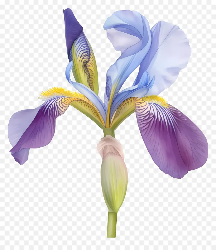 Iris Algérien，Fleur D'iris PNG