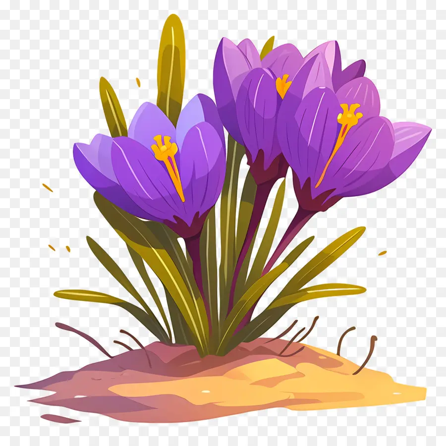 Crocus Safrané，Fleurs Violettes PNG