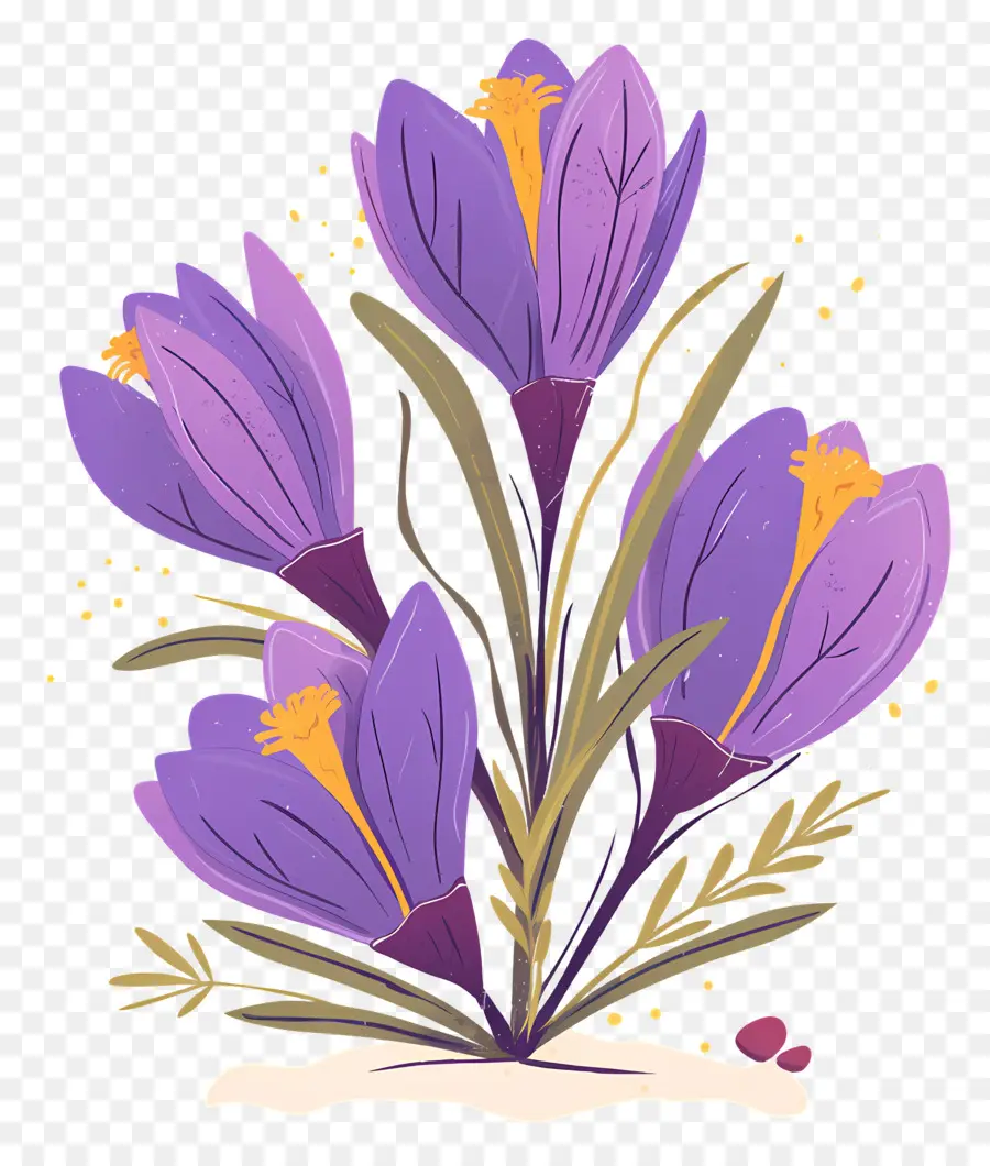 Crocus Safrané，Fleurs Violettes PNG