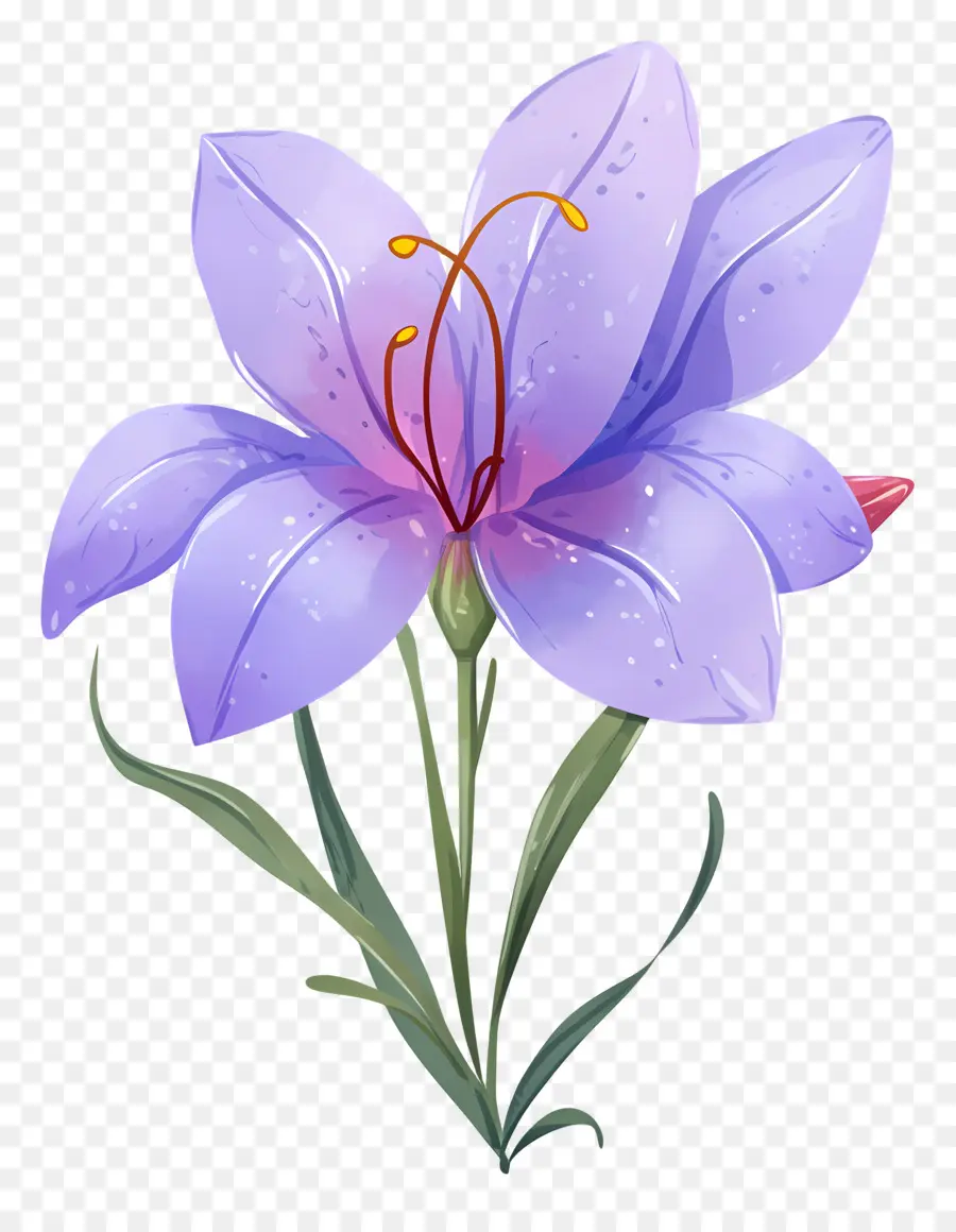 Fleur De Safran，Fleurs Violettes PNG