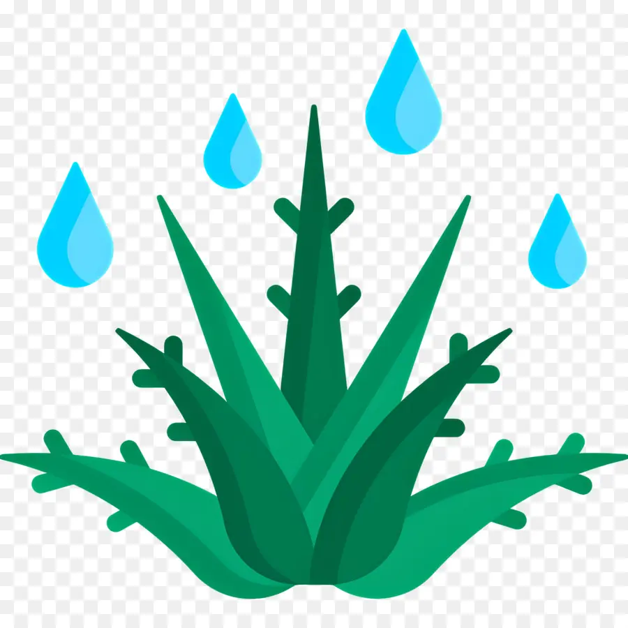 Aloe Vera，Aloé Véra PNG