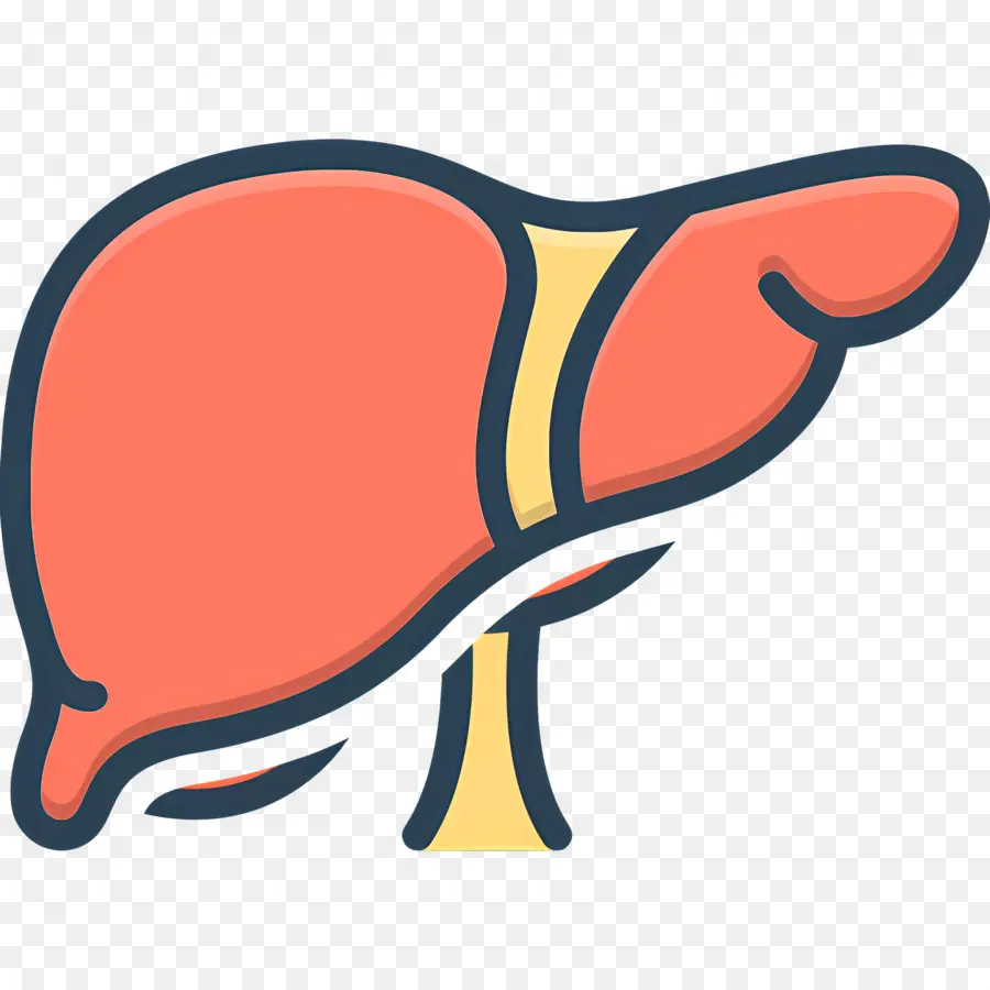 Foie，Diagramme Du Foie PNG