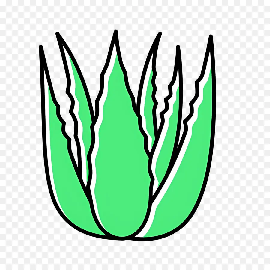 Aloe Vera，Aloé Véra PNG