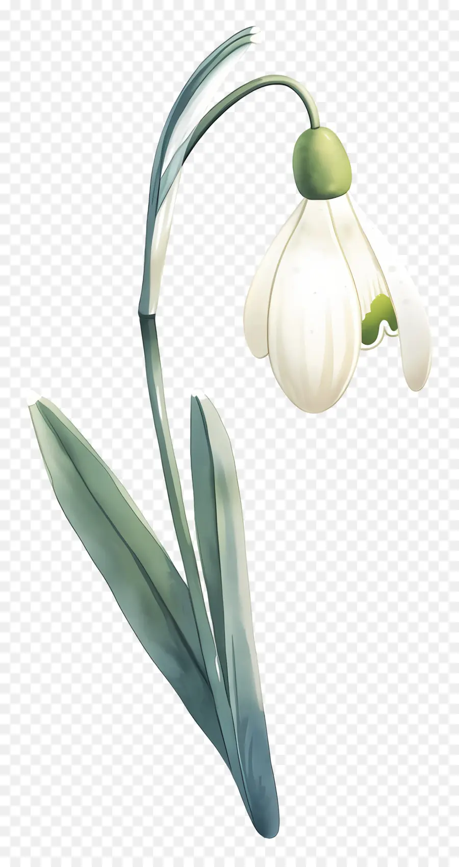 Fleur De Perce Neige，Perce Neige Blanc PNG