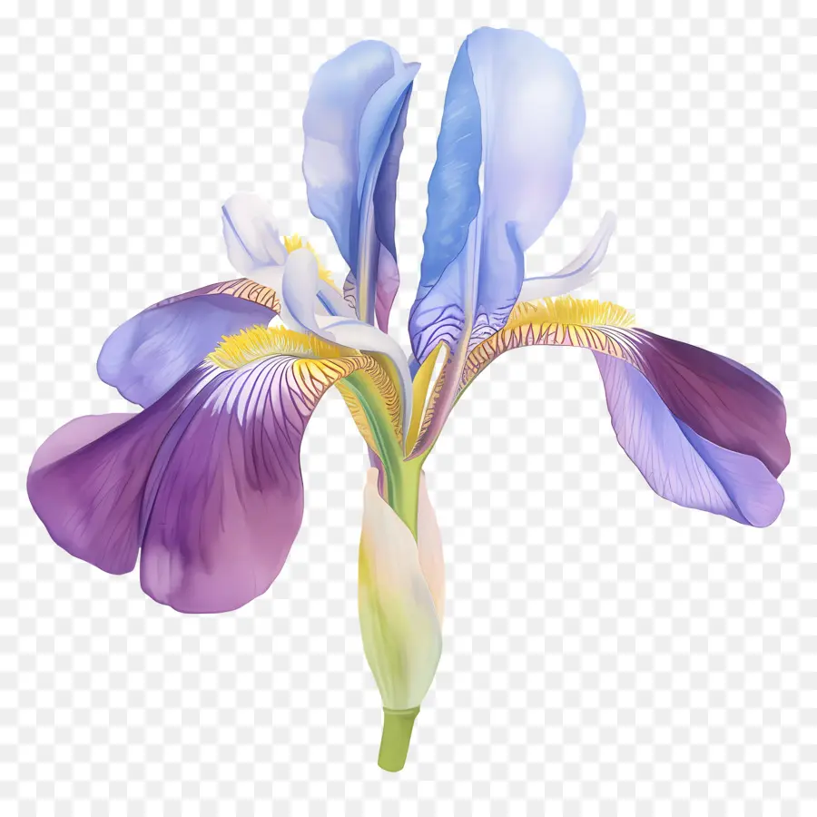 Iris Algérien，Fleur D'iris PNG