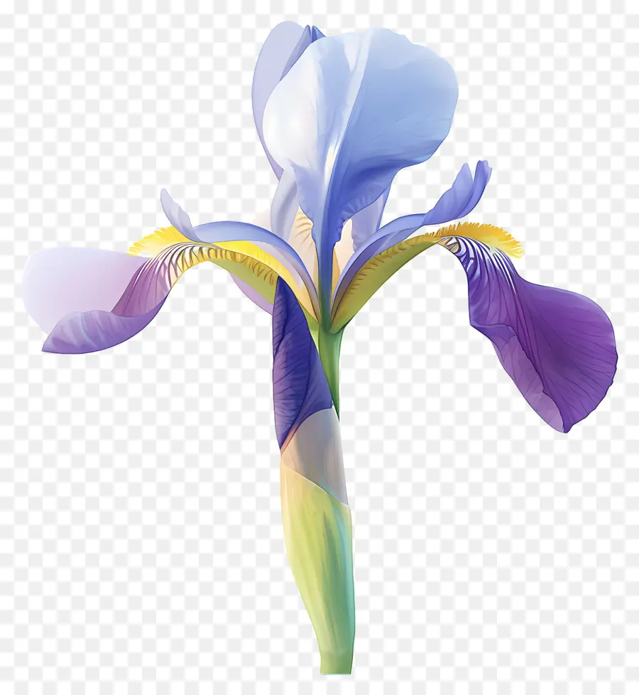 Iris Algérien，Fleur D'iris PNG