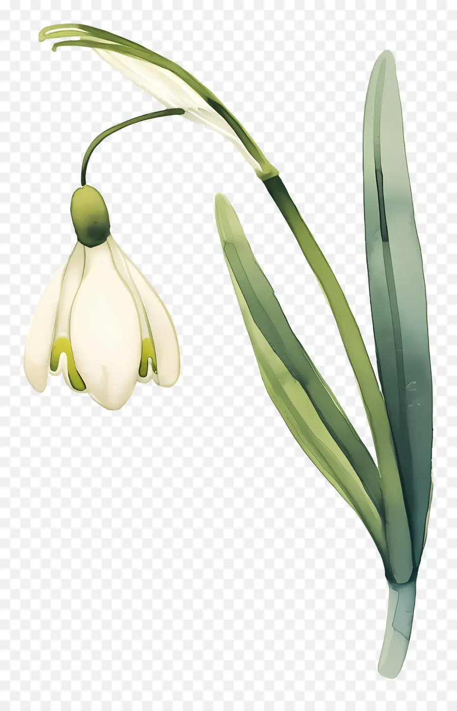 Fleur De Perce Neige，Perce Neige Blanc PNG