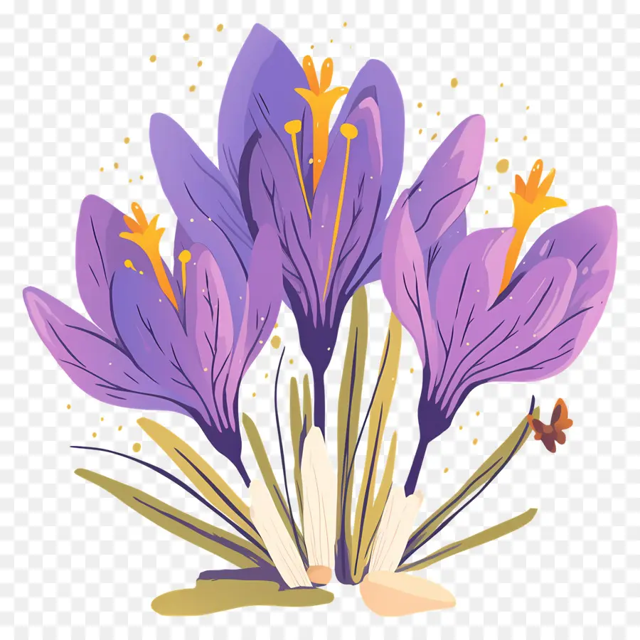 Crocus Safrané，Fleurs Violettes PNG