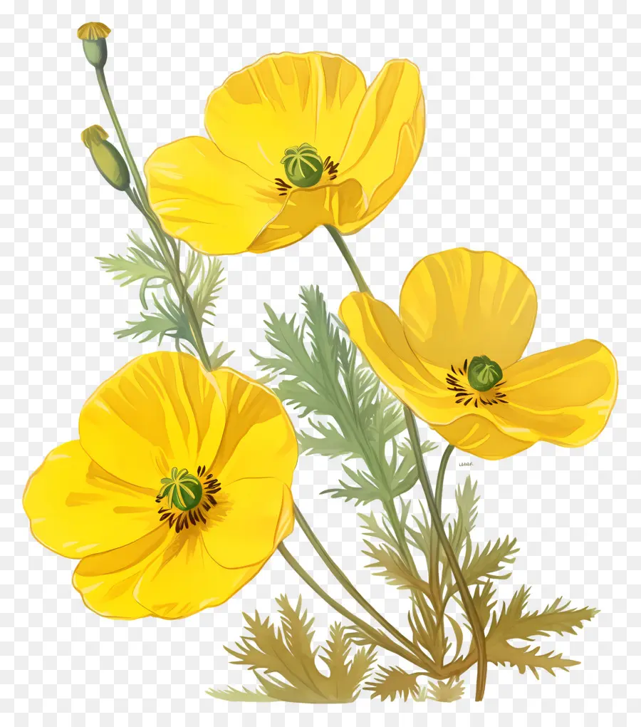 Fleur De Primevère，Coquelicots Jaunes PNG