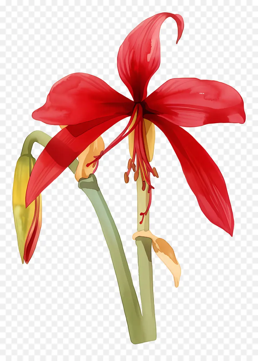 Fleur D'amaryllis，Fleur Rouge PNG