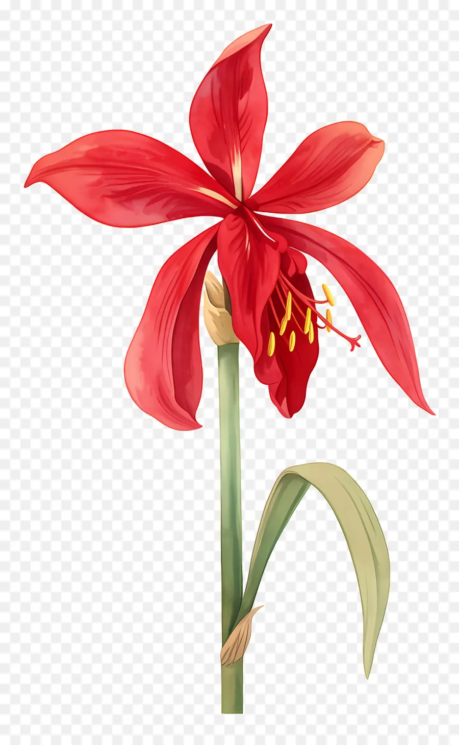 Fleur D'amaryllis，Fleur Rouge PNG