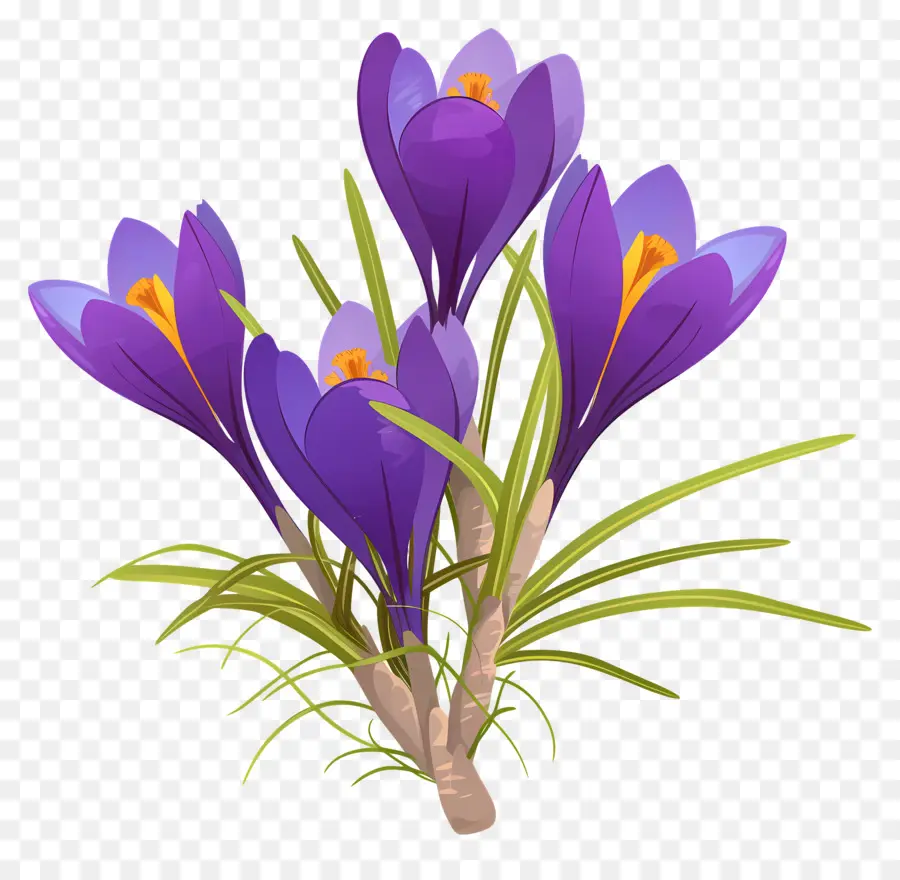 Crocus Safrané，Fleurs Violettes PNG