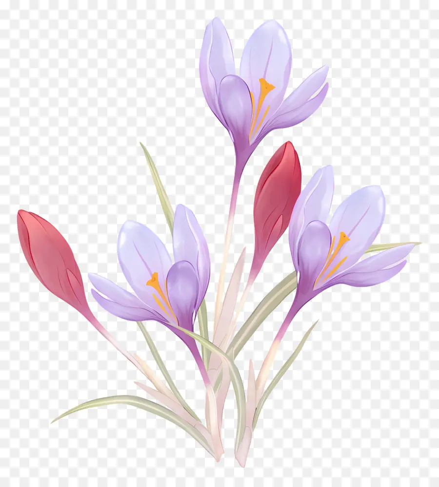 Crocus Safrané，Fleurs De Crocus PNG