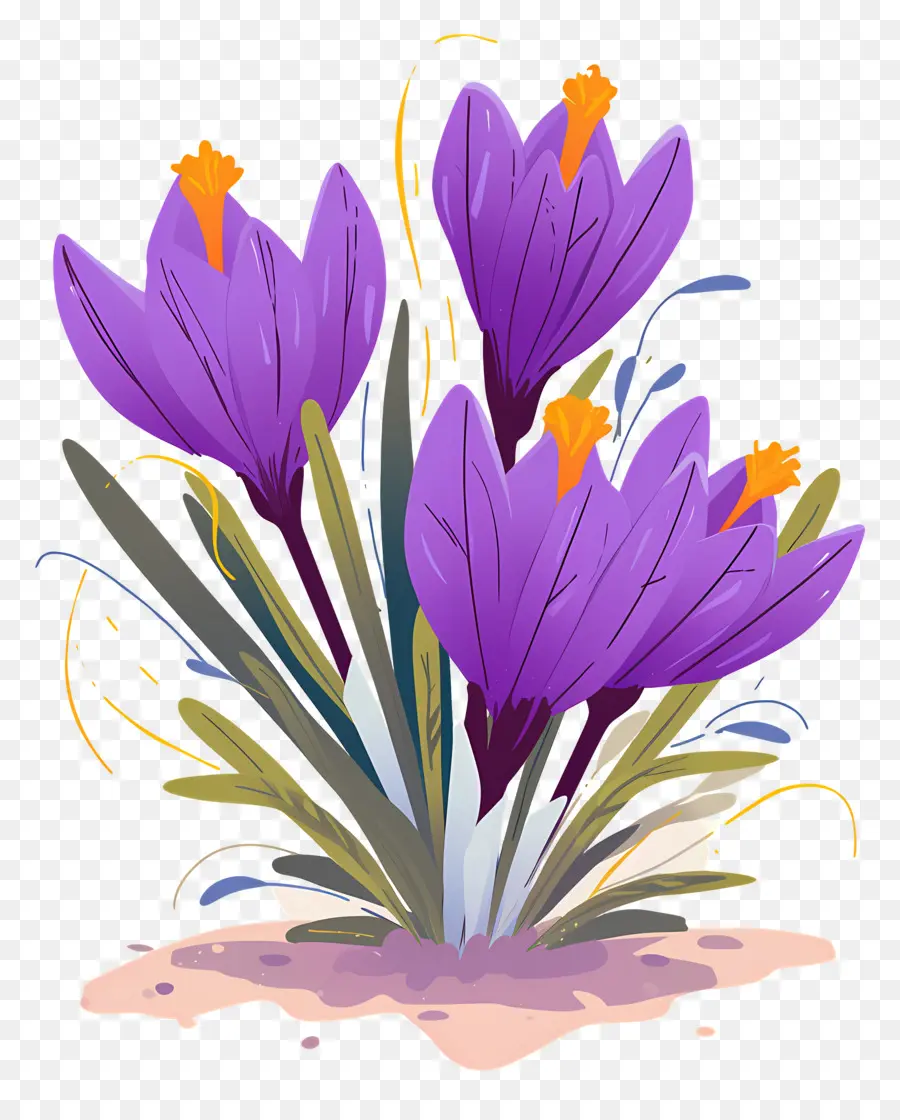 Crocus Safrané，Fleurs Violettes PNG