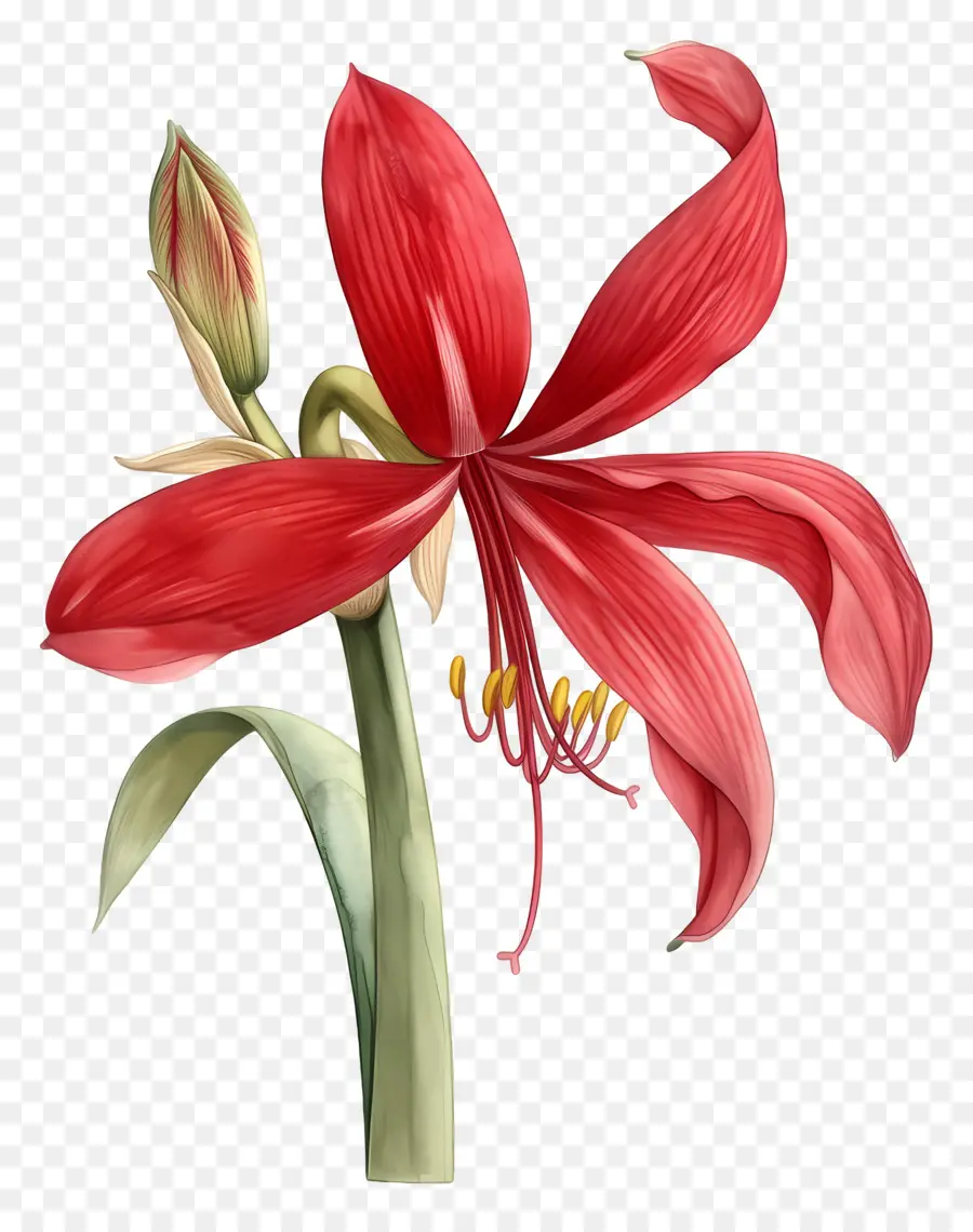 Fleur D'amaryllis，Fleur Rouge PNG