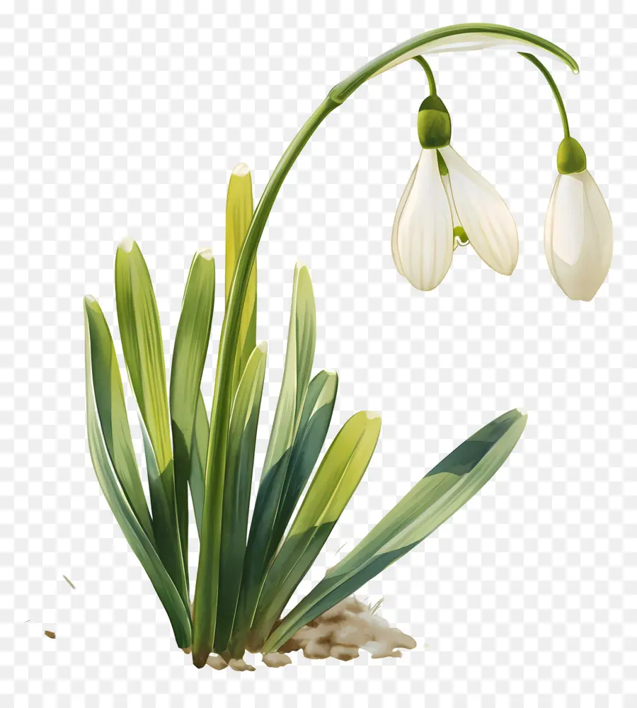 Fleur De Perce Neige，Blanc PNG